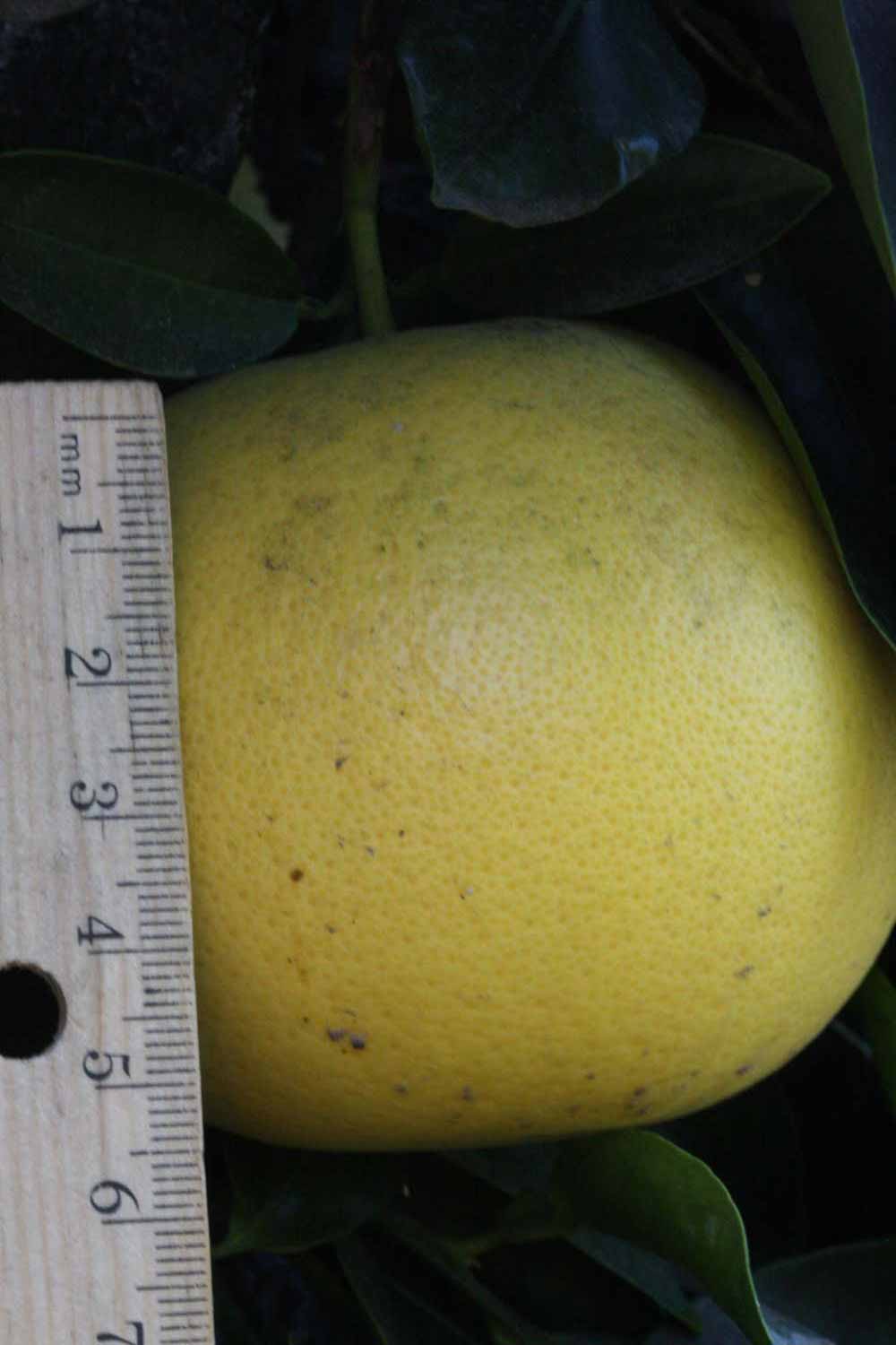              Fruit (Riverside, CA)       